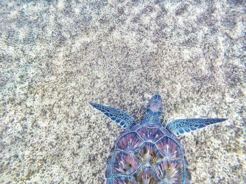 Our Ocean Conference Secures $133B to Power Global Ocean Action