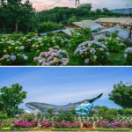 South Korea's Premier Hydrangea Festival Returns in Ulsan Namgu 2025 Jangsaengpo Hydrangea Festival