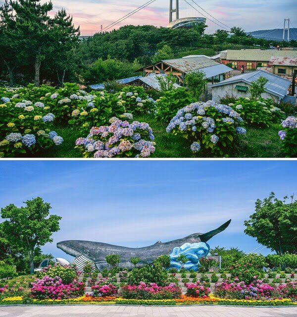 Ulsan’s 2025 Hydrangea Festival Blooms in Jangsaengpo