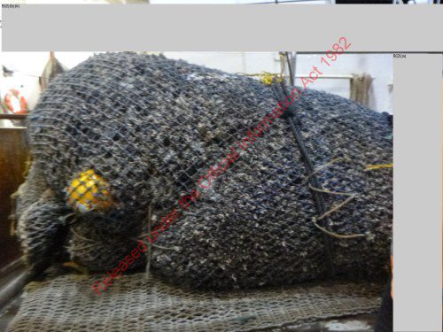 UN Ocean Conference Calls for Urgent Action to Protect Deep Seas