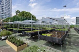 Organic Rooftop Farm