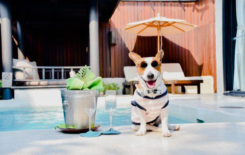 Wyndham Hua Hin Launches “Paws and Relax” Pet Holiday Package