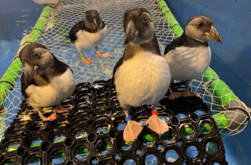 Baby Pufflings in the SEA LIFE TRUST sanctuary in Iceland, rescued and being cleaned. The new grant funding will fund a bird rescue quarantine area.
