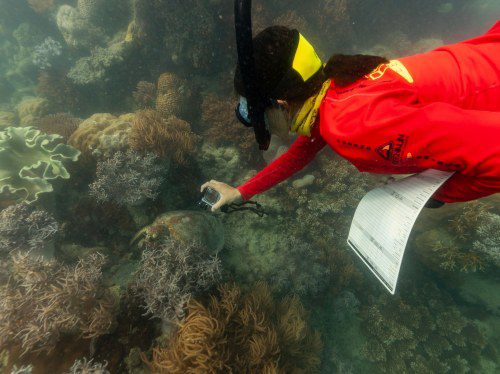 Red Cat Adventures Reef Search