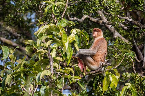 Adventure World Unveils Borneo Family Adventure on Orangutan Day