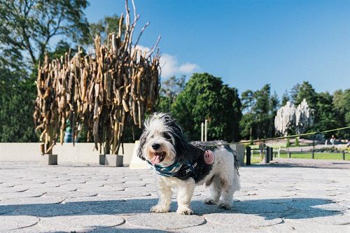 World’s First Dog Sightseeing Tour Charms Helsinki