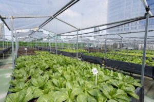 Organic Rooftop Farm (6)