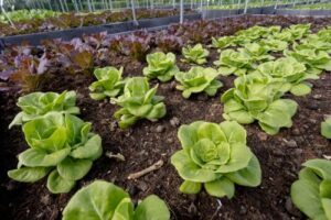 Organic Rooftop Farm (9)