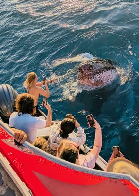 Whale Encounter Wows Red Cat Guests in the Whitsundays