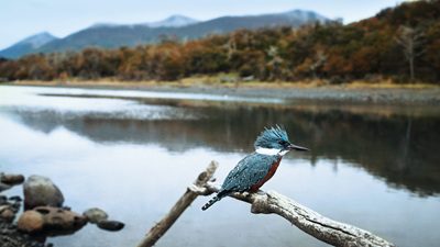 Silversea Debuts Wilderness Escapes at The Cormorant Pre‑Antarctica