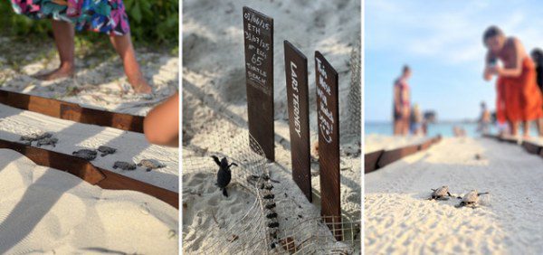 Turtle Hatchlings Emerge in a Natural Wonder at Bawah Reserve