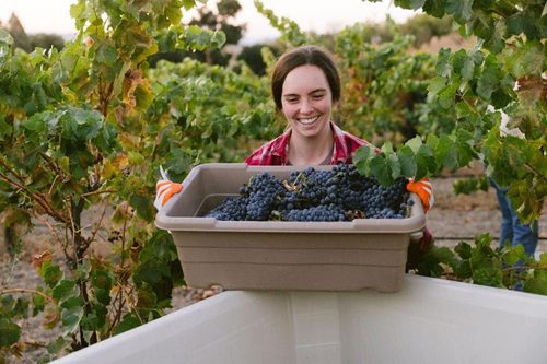 Harvest at Thacher Winery in Paso Robles