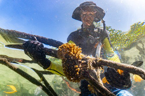 Stress-Tolerant Corals Offer Hope for Reefs in a Warming World