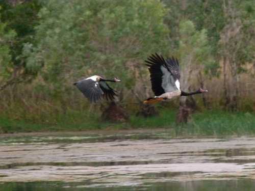 Soar into Kakadu Bird Week 2025: Australia’s Wildlife Spectacle