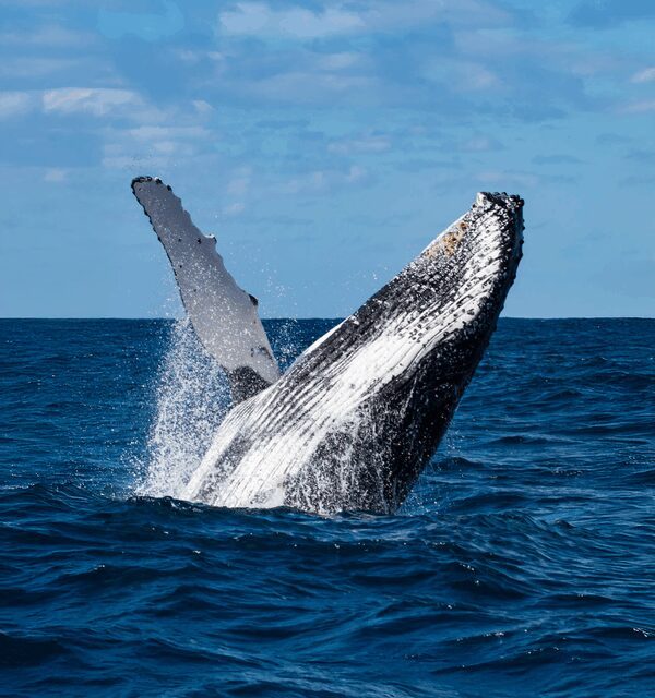 Tourism Noosa Invites Travellers to Be Whale Researchers