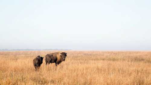Wichita Mountains Wildlife Refuge Credit Travel Oklahoma