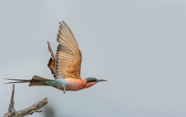 Carmine’s River Lodge to Elevate South Luangwa Luxury Safari