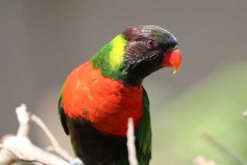 Kedis Mewali: Bali’s Red-Breasted Parakeet Takes Flight Again