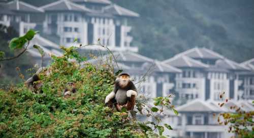 Monkey magic meets gourmet moments this holiday season at InterContinental Danang