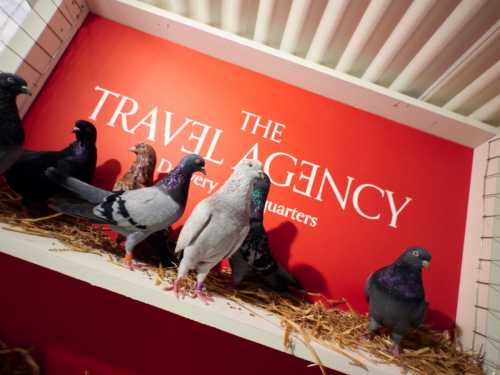 NY Couriers Fly High: Cannabis Pigeon Delivery