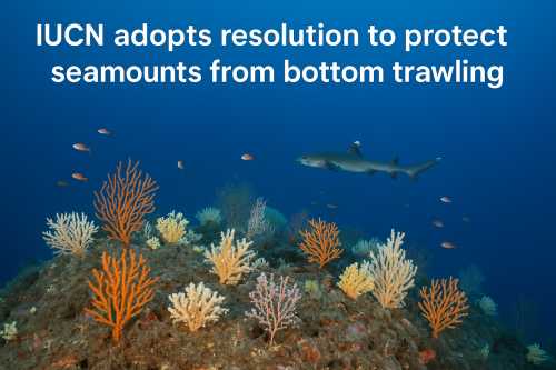 World Unites to Protect the Planet’s Hidden Seamount Giants