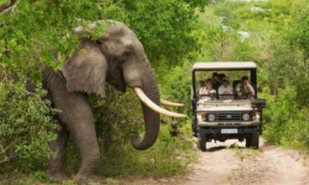 Find Your Joy: South Africa’s Big Travel Alliance