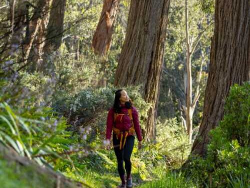 Thredbo Unleashes Summer Magic with Wild New Adventure Campaign