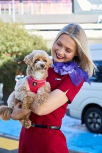 Virgin Australia Pets in Cabin on sale (1)