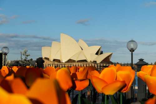 Tulips & Triumph: Holland America Blooms in Sydney