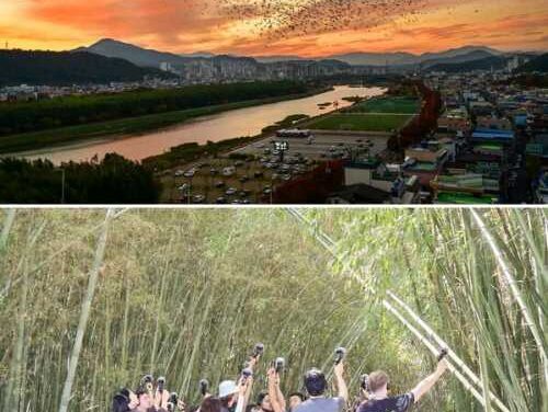 Ulsan’s Winter Sky Dances with Rooks in Spectacular Swarms