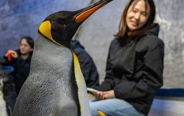 Rainforest Festival Unveils Wild New Experiences