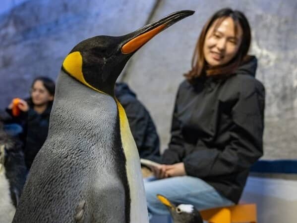 Rainforest Festival Unveils Wild New Experiences