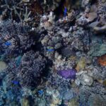 Pure Snorkelling Preps Guests with On-Board Reef Briefing