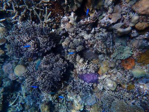 Pure Snorkelling Preps Guests with On-Board Reef Briefing