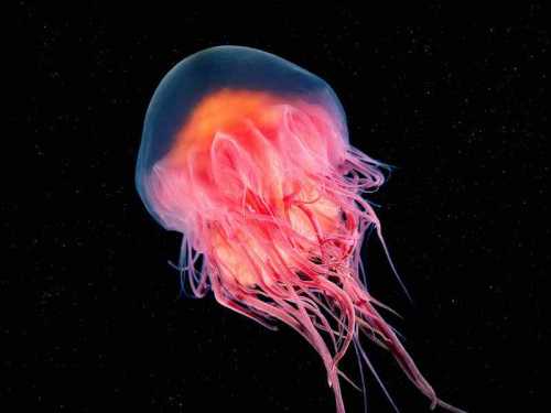 At COP30, Oceans Rise—but Deep Sea Issues Stay Overlooked