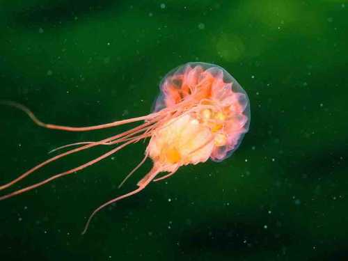 Deep-Sea Mining Threatens Ocean Food Webs, Study Warns