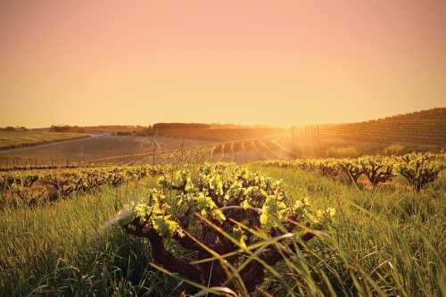 SA Wine Guide Crowns Four Perfect 100-Point Drops