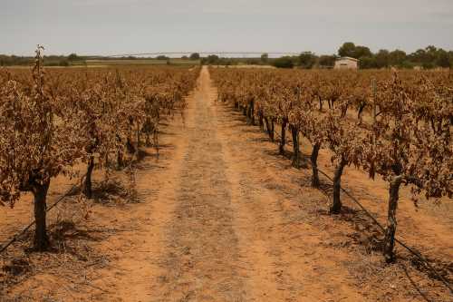 Riverland Wine Calls for Urgent Action on Crisis