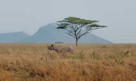 Adventure World Unveils Purpose-Led Wildlife Trips for Safari Day