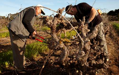 Vince and Marco Cirillo pruning 19th Century Grenache vines