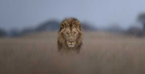 Wilderness Trust Roars Ahead with Kafue Carnivore Drive