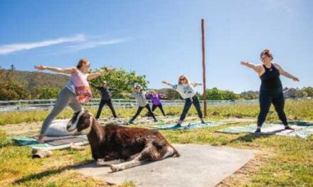 Sonoma Unveils Serenity: Forest Breaths, Kelp Hunts & Cedar Bliss