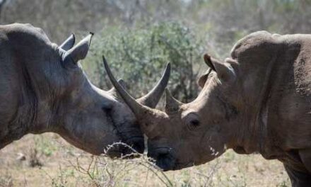 Bradt’s Best Safaris Spotlight Eswatini’s Wild Side