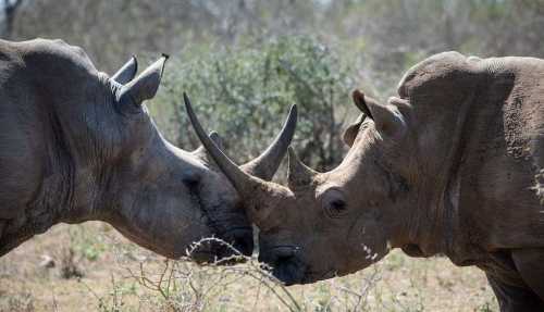 Bradt’s Best Safaris Spotlight Eswatini’s Wild Side