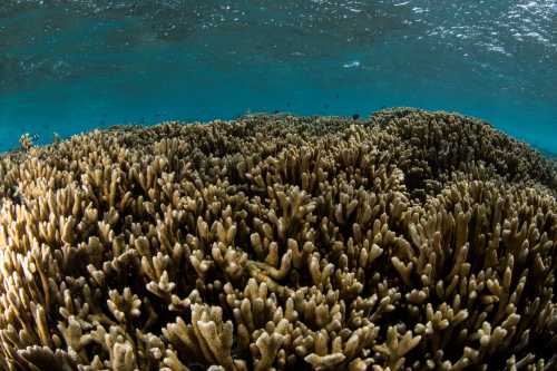 Coral reef area at CROSSROADS Maldives