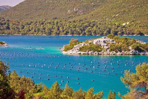 Croatia oyster farm - Getty Images