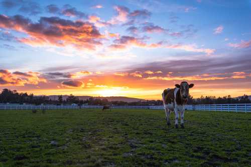 Sonoma Unveils a Wild New Wellness Wave of Nature Rituals