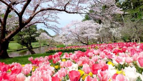 Hamamatsu Blooms: Four Cherry Blossom Spots You Can’t Miss