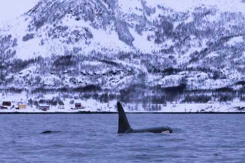 ORCAS IN NORWAY_COPYRIGHT FRANCK GAZZOLA_MAJESCTIC WHALE ENCOUNTERS_25