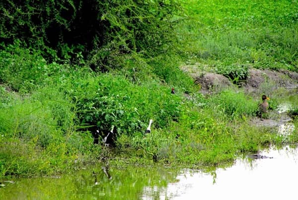 Tau Game Lodge’s Waterhole Steals the Safari Show